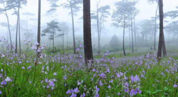 video-production-support-thailand