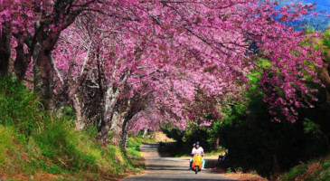 film-production-service-thailand