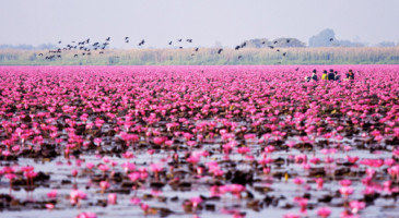 film-production-service-thailand