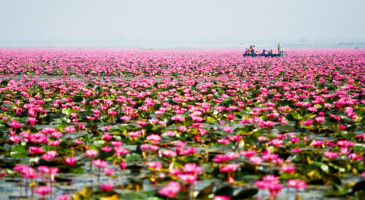 film-service-thailand